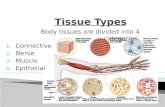 Body tissues are divided into 4 categories: 1. Connective 2. Nerve 3. Muscle 4. Epithelial.