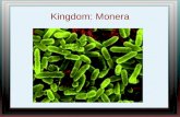 Kingdom: Monera. General characteristics Prokaryotic (no nucleus or membrane bound organelles) Most are unicellular (some live in colonies) Nobody seems.