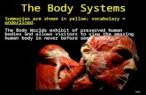 The Body Systems Image Summaries are shown in yellow; vocabulary = underlined. The Body Worlds exhibit of preserved human bodies and allows visitors to.