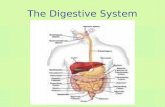 The Digestive System. Functions of the Digestive System 1.Breaks down food into molecules the body can use. 2.Absorbs nutrient molecules into the blood.