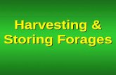 Harvesting & Storing Forages. What factors determine time to harvest forage?