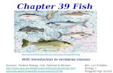 Chapter 39 Fish  With introduction to vertebrae classes Sources: Modern Biology- Holt, Reinhart.