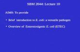 SBM 2044: Lecture 10 AIMS: To provide Brief introduction to E. coli: a versatile pathogen Overview of Enterotoxigenic E. coli (ETEC)