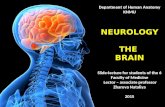 Department of Human Anatomy KNMU NEUROLOGY THE BRAIN Slide-lecture for students of the 6 Faculty of Medicine Lector – associate professor Zharova Nataliya.