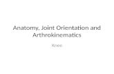 Anatomy, Joint Orientation and Arthrokinematics Knee.