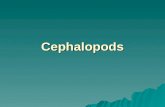 Cephalopods. General Characteristics  Cephalopoda means "head foot" –Cephalopods are characterized by a completely merged head and foot  Octopuses,