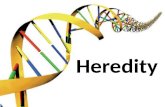 Heredity. What are the principal mechanisms by which living things reproduce and transmit hereditary information from parents to offspring? Mendelian.