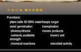 SOIL WATER Functions: plant cells 50-90% waterkeeps turgor seed germinationtranspiration photosynthesis moves products nutrients available lowers soil.