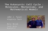 The Eukaryotic Cell Cycle : Molecules, Mechanisms, and Mathematical Models John J. Tyson Virginia Tech Bela Novak Tech Univ Budapest.