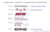 A genomic code for nucleosome positioning DNA double helix Nucleosomes Chromosome Felsenfeld & Groudine, Nature (2003)