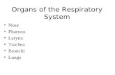 Organs of the Respiratory System Nose Pharynx Larynx Trachea Bronchi Lungs.