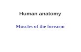 Human anatomy Muscles of the forearm Muscles of the Forearm  The two functional forearm muscle groups are: those that cause wrist movement, and those.