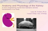 Anatomy and Physiology of the Kidney: A micro-engineering marvel that maintains osmotic homeostasis in our body Larry M. Frolich, Ph.D. Yavapai College,