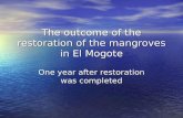 The outcome of the restoration of the mangroves in El Mogote One year after restoration was completed.