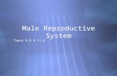 Topic 6.6 & 11.4 Male Reproductive System. Further functions  Urethra: tube from ejaculatory duct through penis that carries semen and urine (but.