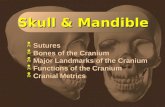 Slide 1 Skull & Mandible  Sutures  Bones of the Cranium  Major Landmarks of the Cranium  Functions of the Cranium  Cranial Metrics  Sutures  Bones.
