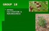GROUP 1B  HERBAL CULTIVATION & AGRIBUSINESS. TOP 10 ISSUES  Identify Effective Medicinal Plants  Curative  Preventive  Land and Geographic Suitability.