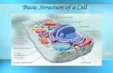 1 Basic Structure of a Cell. 2 A. Main Characteristics of Organisms 1.Made of CELLS 2.Require ENERGY (food) 3.REPRODUCE (species) 4.Maintain HOMEOSTASIS.