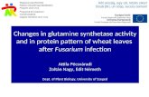 Changes in glutamine synthetase activity and in protein pattern of wheat leaves after Fusarium infection Attila Pécsváradi Zoltán Nagy, Edit Németh Dept.