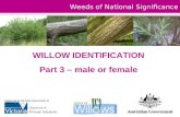 Weeds of National Significance WILLOW IDENTIFICATION Part 3 – male or female Supported by the State Government of Victoria.