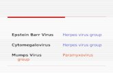 Epstein Barr Virus Herpes virus group Cytomegalovirus Herpes virus group Mumps VirusParamyxovirus group.