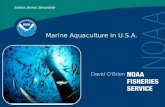 Marine Aquaculture in U.S.A. David O’Brien. 2 Today’s Talk U.S. Aquaculture NOAA’s Role Research Initiatives.