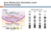 Aca Molecular Genetics and Biotechnology Main Idea DNA codes for RNA, which guides protein synthesis From Genes to Genetic expression (The central dogma.