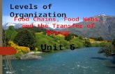 Levels of Organization Food Chains, Food Webs, and the Transfer of Energy Unit 6.
