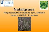 Natalgrass Rhynchelytrum repens syn. Melinis repens (Willd.) Poaceae.