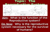Topic: The Reproductive System Aim: What is the function of the Reproductive system? Do Now: Why is the reproductive system necessary for the survival.