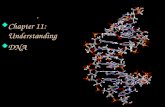 .  Chapter 11: Understanding  DNA. CHAPTER 11: DNA AND GENES LEARNING OBJECTIVES In addition to reading this material, you are expected to do all.