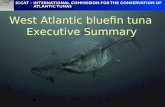 West Atlantic bluefin tuna Executive Summary. Biology Continued progress in knowledge of bluefin biology, but the complex behaviour of this species means.