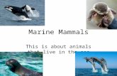 Marine Mammals This is about animals that live in the sea.