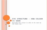 E YE S TRUCTURE – HOW COLOUR IS SEEN Describe how colour is able to be seen by the human eye.