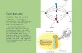 Centrosome Location : Near the nucleus Function : To organize microtubules for cell division and to create microtubules to make the cytoskeleton. In cell.