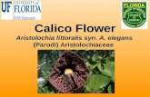 Calico Flower Aristolochia littoralis syn. A. elegans (Parodi) Aristolochiaceae.