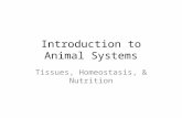 Introduction to Animal Systems Tissues, Homeostasis, & Nutrition.