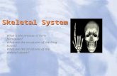Skeletal System What is the process of bone formation? What are the structures of the long bones? What are the structures of the skeletal system?