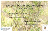 MONOTOCA SCOPARIA TWO FRUITS Betsy R. Jackes James Cook University Peter G. Kevan University of Guelph.