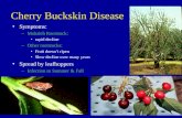 Cherry Buckskin Disease Symptoms: –Mahaleb Rootstock: rapid decline –Other rootstocks: Fruit doesn’t ripen Slow decline over many years Spread by leafhoppers.