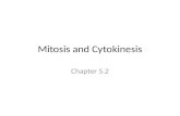 Mitosis and Cytokinesis Chapter 5.2. KEY CONCEPT Cells divide during mitosis and cytokinesis.