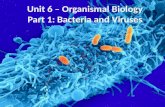 Unit 6 – Organismal Biology Part 1: Bacteria and Viruses.