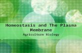 Homeostasis and The Plasma Membrane Agriculture Biology.