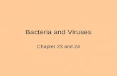 Bacteria and Viruses Chapter 23 and 24. Bacteria are bigger than viruses Viruses can infect bacteria –bacteriophage Bacteria grow in colonies We culture.