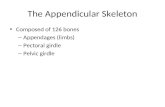 The Appendicular Skeleton Composed of 126 bones – Appendages (limbs) – Pectoral girdle – Pelvic girdle.