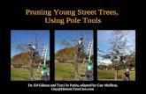 Pruning Young Street Trees, Using Pole Tools Dr. Ed Gilman and Traci Jo Partin, adapted by Guy Meilleur, Guy@HistoricTreeCare.com.