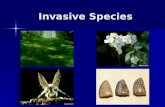 Invasive Species. Review Native Species - A species which has evolved to adapt to specific conditions in a particular region Native Species - A species.