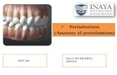 Periodontium Periodontium (Anatomy of periodontium) (Anatomy of periodontium) DNT 244 Part I: BY DR HINA ADNAN.