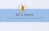 BCS Bees By, Eloise, Anderson, Sadie, Jon Harris, Stefan.