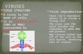 VIRUS STRUCTURE A virus is not made of cells It is nucleic acid (DNA or RNA) surrounded by protein coat (capsid) Virus can’t reproduce unless it is inside.